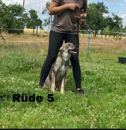 Hundewelpen abzugeben