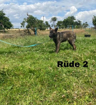 Hundewelpen abzugeben