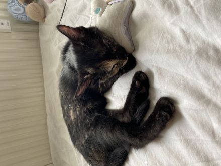 Katze sucht dringend ein neues Zuhause