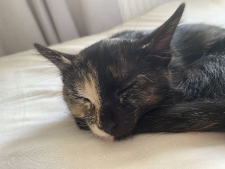 Katze sucht dringend ein neues Zuhause