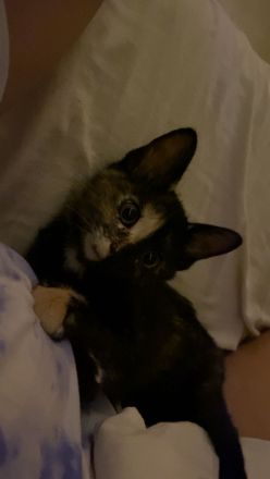 Katze sucht dringend ein neues Zuhause