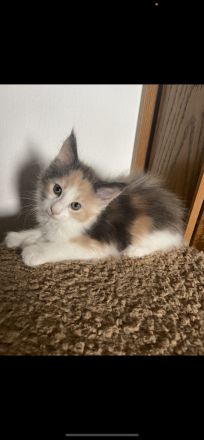 Wunderschönes Poly Maine Coon Kitten sucht ihr neues Zuhause