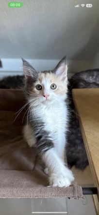 Wunderschönes Poly Maine Coon Kitten sucht ihr neues Zuhause