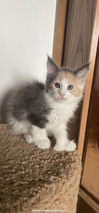 Wunderschönes Poly Maine Coon Kitten sucht ihr neues Zuhause