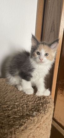 Wunderschönes Poly Maine Coon Kitten sucht ihr neues Zuhause