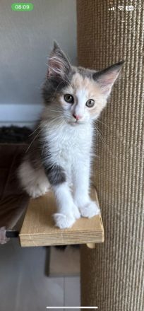 Wunderschönes Poly Maine Coon Kitten sucht ihr neues Zuhause