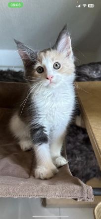 Wunderschönes Poly Maine Coon Kitten sucht ihr neues Zuhause