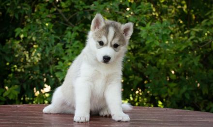 Siberian Husky FCI Puppies