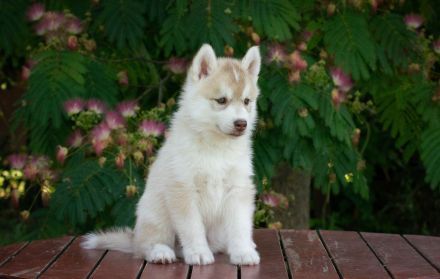 Siberian Husky FCI Puppies