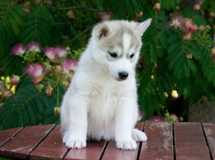 Siberian Husky FCI Puppies