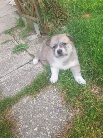 Wunderschöne Welpen in liebevolle Hände abzugeben!