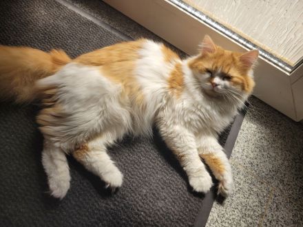 Britisch Langhaar Siam Mix Kitten (Glückskatzen) abzugeben