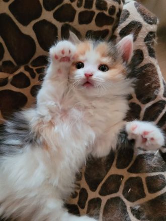 Britisch Langhaar Siam Mix Kitten (Glückskatzen) abzugeben