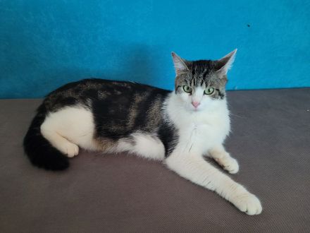 Britisch Langhaar Siam Mix Kitten (Glückskatzen) abzugeben