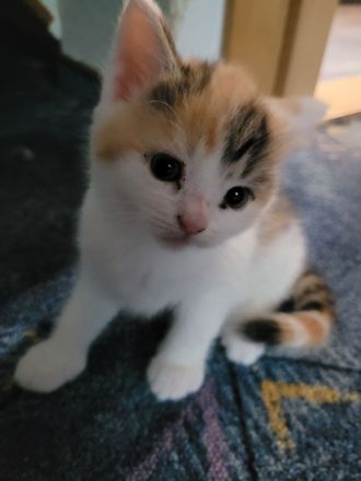 Britisch Langhaar Siam Mix Kitten (Glückskatzen) abzugeben