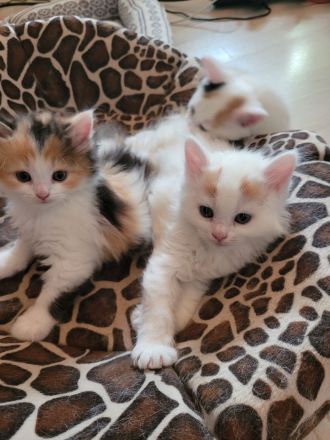 Britisch Langhaar Siam Mix Kitten (Glückskatzen) abzugeben