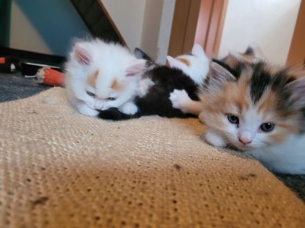 Britisch Langhaar Siam Mix Kitten (Glückskatzen) abzugeben