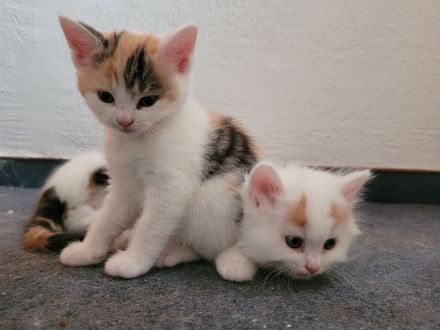 Britisch Langhaar Siam Mix Kitten (Glückskatzen) abzugeben