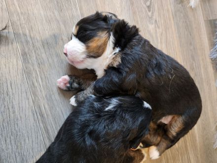 Reinrassige Bernersennen Welpen ab September abzugeben