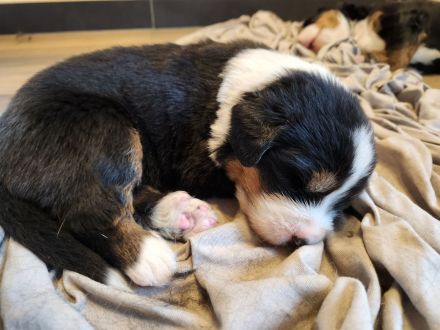 Reinrassige Bernersennen Welpen ab September abzugeben