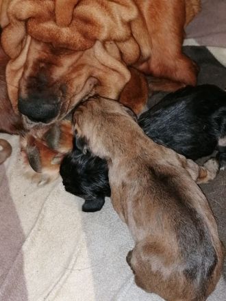 Bloodhound/Bluthund/Jagdhund/Mantrailer/Welpen/Familienhund