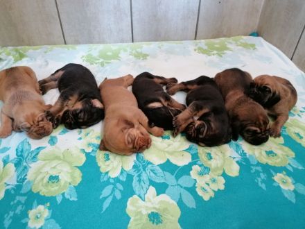 Bloodhound/Bluthund/Jagdhund/Mantrailer/Welpen/Familienhund