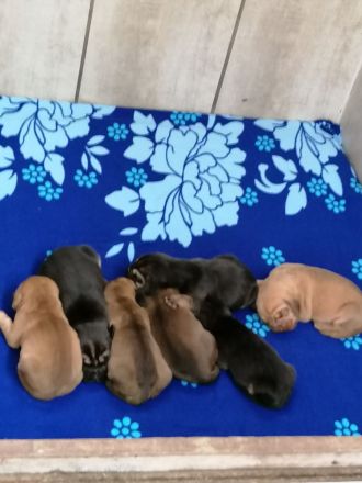 Bloodhound/Bluthund/Jagdhund/Mantrailer/Welpen/Familienhund