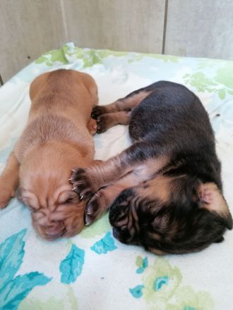 Bloodhound/Bluthund/Jagdhund/Mantrailer/Welpen/Familienhund