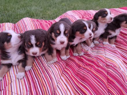 Appenzeller Sennenhund Welpen Havannabraun