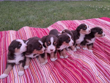 Appenzeller Sennenhund Welpen Havannabraun