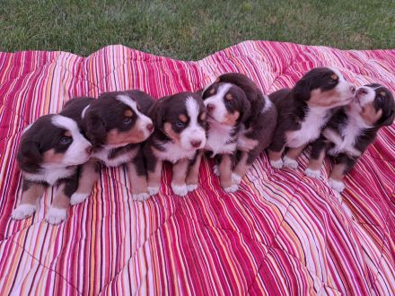 Appenzeller Sennenhund Welpen Havannabraun