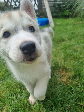 Sibirien Husky Welpen