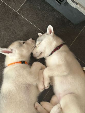 Sibirien Husky Welpen