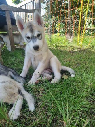 Sibirien Husky Welpen
