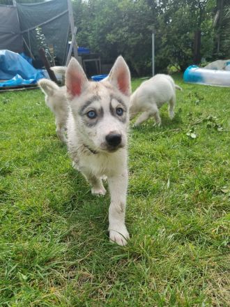 Sibirien Husky Welpen