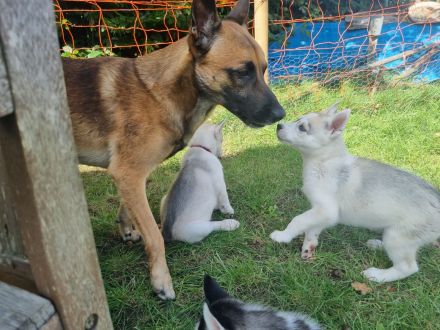 Sibirien Husky Welpen