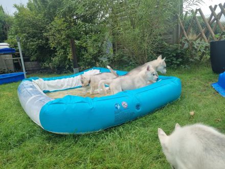 Sibirien Husky Welpen