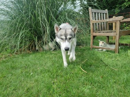 Sibirien Husky Welpen