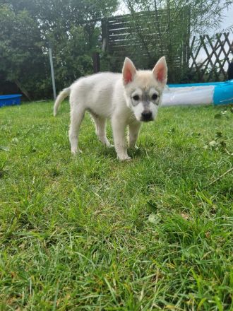 Sibirien Husky Welpen