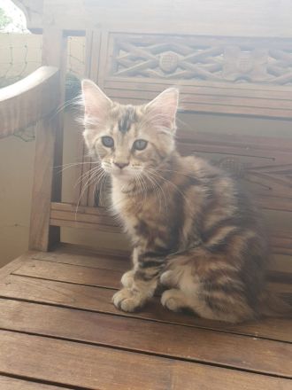 Maine Coon kitten