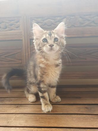 Maine Coon kitten