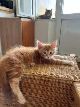 Maine Coon kitten
