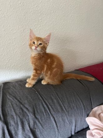 Maine Coon kitten
