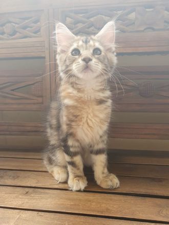 Maine Coon kitten