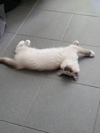 Ragdoll Kitten suchen Zu Hause