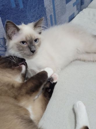 Ragdoll Kitten suchen Zu Hause
