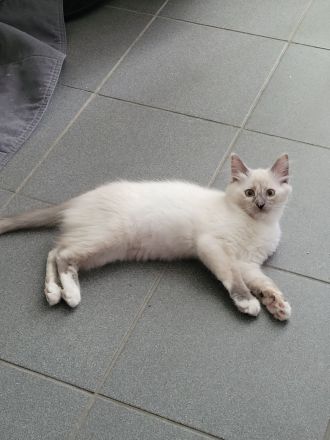 Ragdoll Kitten suchen Zu Hause