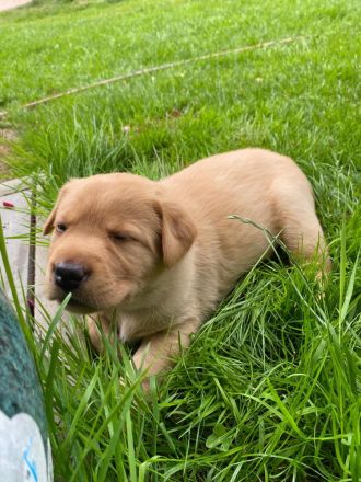 Labrador Welpen
