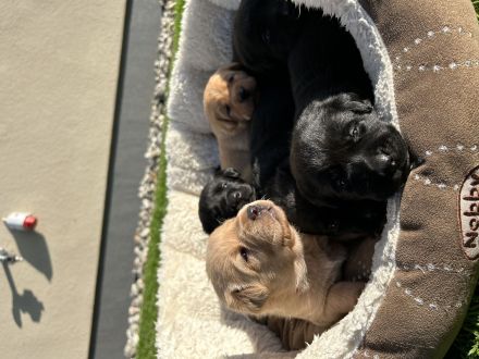 Labrador Welpen