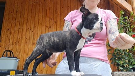 Boston Terrier Welpen mit Ahnentafel